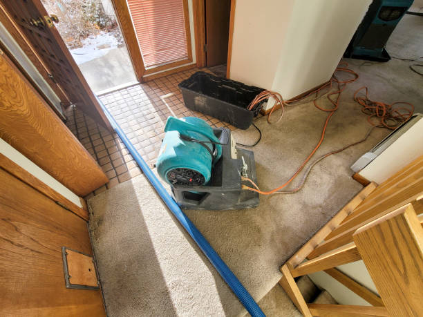 Best Mold removal after water damage  in Hutto, TX